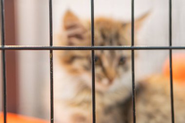 Tel kafesteki kedi yavrusu, açık kürk, eğimli baş, tuhaf ifade, açık gözler, bulanık arka plan, ek bir bağlam yok