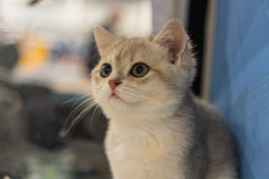 Smokin desenli açık gri kürklü genç bir Kao Mani kedisine yakın plan, tuhaf ifade, yumuşak yapay ışık, kapalı mavi-gri arka plan