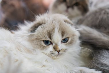İki Highland katlı kedinin yakın plan görüntüsü, biri beyaz ten rengi ve mavi gözlü, diğeri gri yumuşak, bakımlı kürk, hafif aydınlatma, yukarı görüş, bulanık arka plan, sığ alan derinliği,