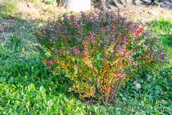 Kırmızılar, portakallar ve yeşiller içinde güpegündüz yakalanan yumuşak çimenli arka planda sonbahar çalısı.