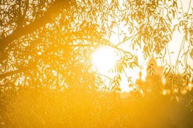 Güneş ışığı, yemyeşil ağaç gölgeliklerinden süzülür, altın parıltısıyla sakin bir sahne aydınlatır. Su, güneş ışığını ağaçların ötesine yansıtır. Doğal fotoğrafçılık stili, doğa uyumu ile çaçayı yakalar.