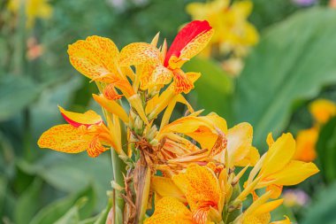Kırmızı uçlu canlı bir turuncu çiçeğin yakın çekimi, püsküllü taç yapraklı kenarlar, ve açık hava bitkilerinin yeşil zeminine karşı dizilmiş küçük koyu kırmızı bir kekik. Yayılmış ışık, gölgeler olmadan renkleri yükseltir.