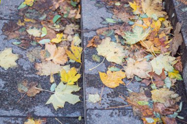 Çürüyen, katmanlı sonbahar yapraklarının yağmurdan sonra rüzgarla savrulan caddelerin yakın görüntüsü. Renkler, portakallar, yeşillikler, soluk renkler. Perspektif