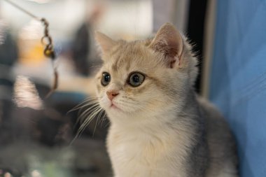 Bir Kao Mani kedisine yakın çekim, kapalı mekan, saf beyaz kürk, parlak gözler, samimi an, yumuşak gölge, doğal renkler, gerçekçi stil