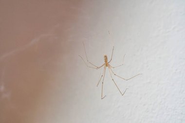 Bulanık arka planda küçük, küresel bir örümceğin yakın plan görüntüsü, açık tanj renkli ince saç benzeri bacak desenleri sergiliyor. Basit kompozisyon ile doğal ışıklandırma gerçekçiliğini dağıtıyor.