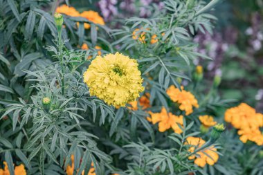 Yeşilliğe ve diğer çiçeklere karşı canlı sarı bir papatyanın iyi korunmuş bir bahçe ortamındaki yakın plan görüntüsü. Görünür metin veya insan yapımı yapılar yok