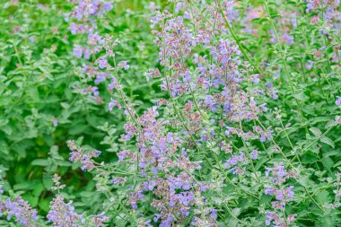 Mor ve beyaz kır çiçeklerinin yemyeşil bahçedeki yakın görüntüsü, doğal güneş ışığı, detaylı taç yaprağı desenleri, canlı kontrast, gerçekçilik tarzı