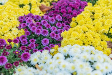 Canlı bir çiçek yatağının yakın plan görüntüsü, ağırlıklı olarak mor ve pembelerle zıt düşmüş sarı çiçekleri içerir. Hiçbir insan müdahalesi doğal çiçek elementlerine odaklanmaz.