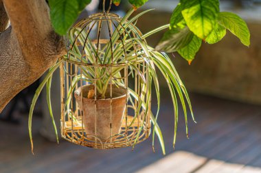 Askıda asılı bir kil saksı örümceği, ahşap bir odada asılı duruyor. Yumuşak ışıklandırmalı, uzun yeşil yaprakları var.