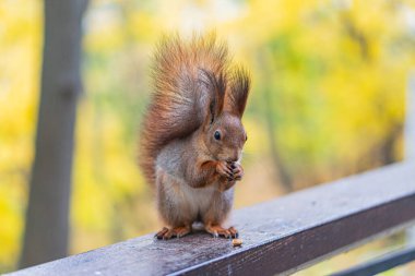 Tırabzanda koşan bir sincabın olduğu açık hava sahnesi, zengin kahverengi palto, çalılık kuyruk, yumuşak gölgeler, benekli güneş ışığı, düşük açı bakış açısı, hareket halindeki vahşi yaşamın çekici bir görüntüsü.