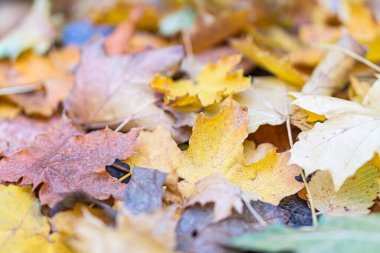 Sarı, turuncu ve kırmızı tonlarda düşmüş yapraklardan oluşan zengin, dokulu bir yüzeye sahip sonbahar manzarası yumuşak gölgeler oluşturur.