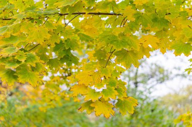 Parlak sarı akçaağaç yapraklarıyla sonbahar manzarası yarı dairesel bir kemer yolu oluşturuyor, doğal bir park veya ormanda geçiyor. Yumuşak ve dağınık ışıklandırma, dingin atmosfere katkıda bulunuyor.