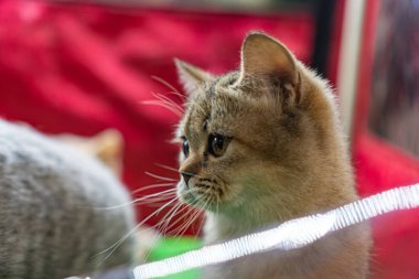 Huzurlu sahne, iki kedi yavrusu, kırmızı pelüş çevre, açık renkli kürk, belirgin bıyıklar, merak, yumuşak ılık ışık, nazik yüz hatları, gizem, sessiz keşif veya dinlenme