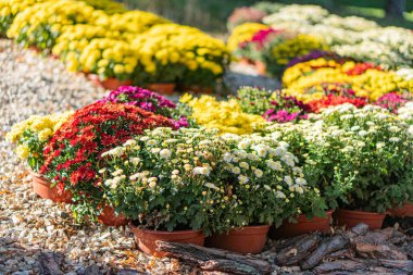 Sarılar, kırmızılar, morlar ve beyazlar dahil olmak üzere çeşitli çiçek açan örtülü saksı bitkilerinin olduğu açık hava sahnesi. Doğal, parlak ışık gölgeler arasında derinlik yaratır Sm