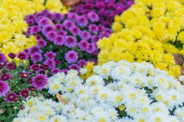 Geniş, renkli çiçeklerle dolu canlı bir bahçenin yakın plan görüntüsü laleler sarı, narin beyaz, mor, papatya gibi yerde doğal aydınlatmadan yumuşak gölgeler yok.