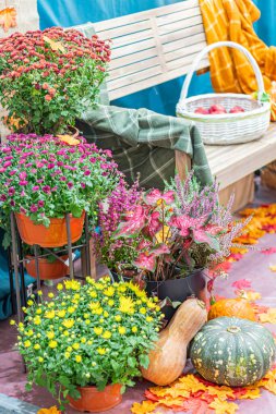 Döşeme kaplı Cadılar Bayramı sahnesi, ahşap bank, balkabağı, kabak, saksı bitkisi çeşitli boyutlarda ve tiplerde, kurutulmuş çiçekler muhtemelen lavanta, doğal ışıklandırma, gizli stil, sonbahar renkleri