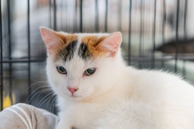 Sığınaktaki kedi, siyah benekli beyaz kürk, mavi gözler, tetikte ya da meraklı görünme, uzanma, hafif ışıklandırma, muhtemelen kapalı alan, arka plan bulanıklığı, kafes yapısı, doğallık tarzı, yakın-u