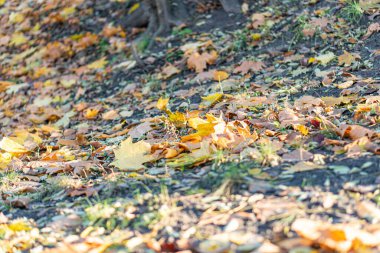 Sonbahar sahnesinde yerde sarı, turuncu ve kahverengi çeşitli renkte yapraklar var. Sol alt köşede bir ağaç gövdesi görünüyor. Perspektif yer seviyesinin biraz üzerinde.