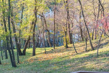 Sonbahar parkı sahnesi, yumuşak yamaç, turuncu ve sarı ağaçlar, düşmüş kahverengi yapraklar, yumuşak yayılmış aydınlatma, insan varlığı yok, yapraksız uzun ağaçlar, dolambaçlı yol