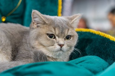 Bir İngiliz Shorthair kedisi yeşil kadife bir sandalyede oturuyor, gri kürkü bakımlı ve parlak gözleri aydınlık, görüntü yumuşak bir şekilde aydınlanıyor, derinlik ve derinlik katıyor.