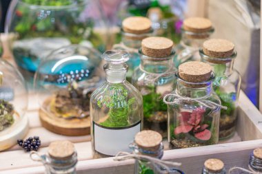 Çeşitli şekil ve boyutlarda cam şişelerden oluşan bir koleksiyon, tıpa tıpalarıyla kapatılmış, muhtemelen yağlar, sirkeler veya erimiş deniz yosunları içeren, ahşap raflarda kırsal bir ortamda dizilmiş.,