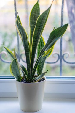 Beyaz pencere pervazında ince, eğimli yeşil yapraklı kapalı saksı bitkisi arka planda kısmen yatay panjurlar yakındaki pencereden gelen doğal ışıklandırma