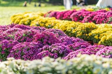 İki büyük pembe saksı bitkisi ve daha küçük sarı çiçekli canlı bir çiçek sergisi. Doğal parlak ışık.