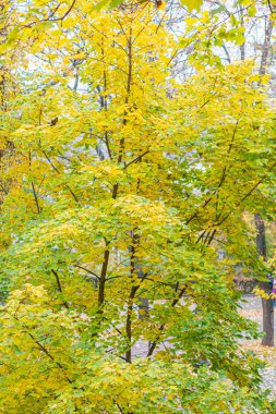 Çıplak dallı ağaçlar, canlı yapraklar yeşil, sarı, turuncu, ince sokak arkaplanı, doğal aydınlatma alacakaranlığı ya da şafak, eğimli perspektif, sakin atmosfer, gerçekçi tarz,