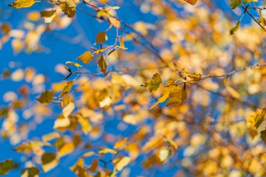 Sonbahar sahnesinin düşük açılı çekimi, dağınık sarı akçaağaç yapraklarına odaklanmış açık mavi gökyüzüne yumuşak bir ışık, sabahın erken saatlerinde ya da geç saatlerinde, insan yapımı nesneler, gerçekçi tarzda, vurgulanıyor.