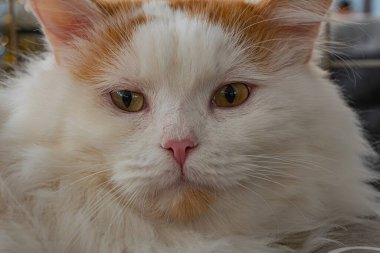 Alnında ve kulaklarında turuncu ve beyaz tekir kedilerin yüzleri, sarı irisler, nötr yüz, yumuşak iç mekan aydınlatma, gerçekçi bir tarz, görünür bir arka plan yok.