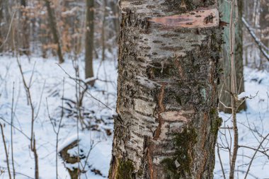 Kış sahnesinde belirgin yıpranmış ağaç gövdesi, karlı zemin üzerinde kahverengi yapraklar ve çıplak ağaçlarla çevrili çorak ufuk gerçekçi bir şekilde, doğal ışıklandırma, insan yapımı olmayan nesneler.