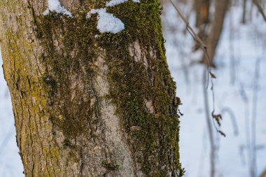 Yosunlu, desenli ağaç gövdesine yakın çekim, zıt bölümler, kış arka planına göre ayarlanmış.