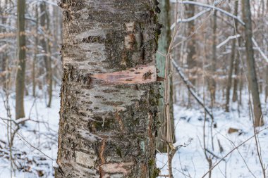 Çürüyen odunları gösteren, karlı zemine karşı soyulmuş ağaç gövdesinin yakın görüntüsü