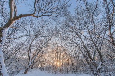 Gün batımında karlı kış ormanı, taze karlı çıplak ağaçlar, yumuşak ışık kaynağı muhtemelen güneş, uzun gölgeler, beyaz ve grimsi tonlar, doğal ışık, açık perspektif, sakin atmosfer, dokunulmaz