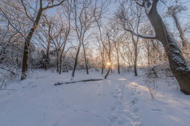 Ayak izleriyle kaplı karla kaplı patika, karla kaplanmış dalları olan çorak ağaçlar, düşük güneşin ılık parıltısı, ılık ışıkla çelişen serin tonlar, kış manzarası, sakin kış manzarası, soğuk hava, soğuk hava