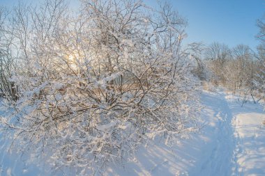 Kar tozu dolu yaprak döken ağaçların ve ayak izlerinin olduğu sakin kış patikalarının yakın görüntüsü, dalların arasından süzülen güneş ışığı, beyaz kar ve karanlık siluetler, sabahın erken saatlerinde ya da öğleden sonra aydınlatması