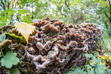 Bir kayanın üzerindeki bir mantar kümesinin yakın çekimi, çeşitli kahverengi ve gri tonlarıyla bazıları tamamen gelişmiş, diğerleri tomurcuklanan yosun yamaları, kaya yüzeyindeki yaprak çöpleri dış mekan, yayılmış güneş ışığı
