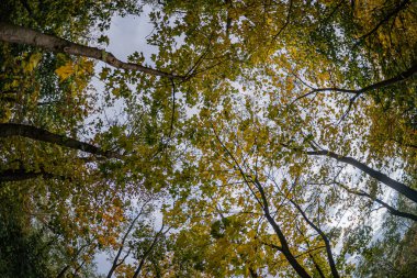 Canlı bir orman tepe örtüsünün yüksek açılı bir görüntüsü, kırmızılar, sarılar ve yeşillikler gökyüzünü süzüp, canlı yaprakları yumuşatıyor. Detaylı, dokulu yapraklar, insan yapımı yapılar veya nesneler yok. Gerçekçi.