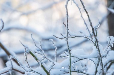 Değişen uzunluk ve kalınlıklarla donuk, karla kaplı dalların yakın görüntüsü. Kar, dalları sol üstten gelen karmaşık beyaz dantel işlemeli ışık kaynağına dönüştüren organik bir desen oluşturuyor.,