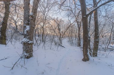Karla kaplı ağaçlar ve zemin ile kış ormanı manzarası, ayak izleri, yumuşak ışıklandırma, kahverengi ağaç gövdeleri, çıplak dallar
