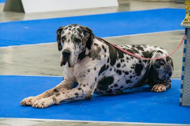 Mavi halıdaki rahat bir Dalmaçyalının yakın plan görüntüsü, mobilyalara işaret eden bulanık arka planlı doğal yumuşak ışıklandırma vurguları iyi bakımlı fu Kyiv, Ukrayna - 14 Aralık 2025