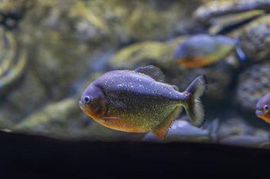 Mercanların arasında yüzen iki kara balığın olduğu sualtı sahnesi, ince yansımalar yaratıyor zengin biyolojik çeşitlilik, uyumlu kompozisyon, sualtı dünyasında sakin bir an.