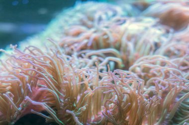 Canlı, sağlıklı mercan resifinin yakın görüntüsü. Karmaşık detaylar, pembe-turuncu, mor ve mavi renkli kuşların bakış açısı. Başka nesne ya da arka plan yok.