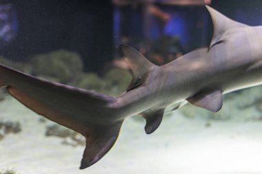 Aşağıdan aydınlatılmış iki süzülen köpekbalığının olduğu su altı tankı arka plan duvarına dramatik gölgeler serin ve rahatsız edilmemiş su yüzeyinin yarattığı dinamik atmosfer ışığı yansıtıyor.