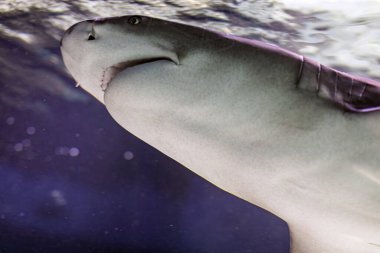 Underwater scene featuring a large gray shark swimming, natural lighting from the right