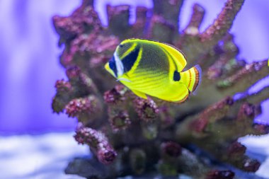 Palyaço balığının sarı, siyah, beyaz, mor-yeşil mercan resifinin üzerinde yüzdüğü su altı sahnesi. Deniz yaşamının gerçekçi fotoğrafı..