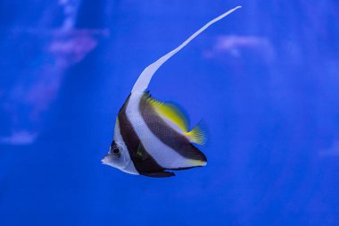 Canlı bir akvaryum tankının içinde zarif bir şekilde yüzen tek bir sarı tang, deniz yaşamı ve mercan oluşumlarının bir zeminine karşı dizayn panoramiktir.