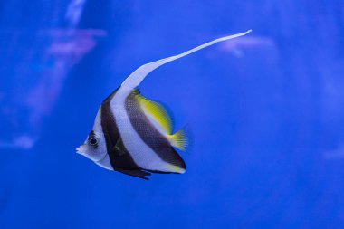 Yüzen bir balığın yakın plan sualtı çekimi, canlı sarı ve turuncu pullar mavi yüzgeçler ve kuyruk ile zıt, filtrelenmiş doğal ışık ile sığ su hareketini vurguluyor