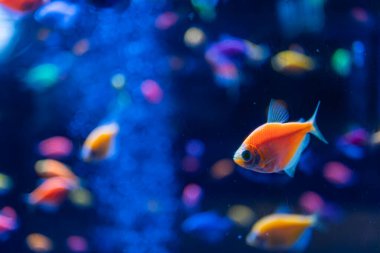 Yumuşak bir ışık altında, tropikal bir akvaryumda yüzen renkli, çeşitli büyüklükteki balık grupları daha büyük bir balık içerir ve yanardöner pulları ve koyu arkaplanı vurgular.