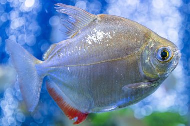 Sualtı profil görüntüsü canlı, sağlıklı balık mavisi vücut, kırmızı çizgi, yumuşak, parlak ışık, pürüzsüz pullar, şeffaf yüzgeçler, bokeh arkaplan